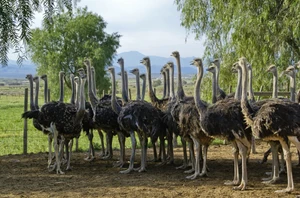 The Garden Route & Oudtshoorn, Overnight