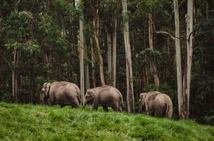 Thekkady
