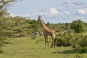 Nyerere National Park