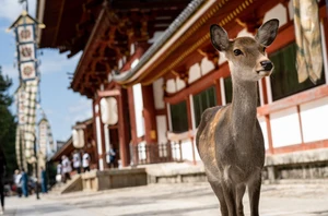 Nara