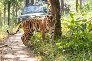 Ranthambore, 2 nights