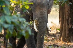 Pench