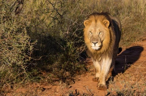 Madikwe Game Reserve