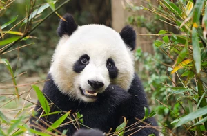Chengdu and Giant Pandas