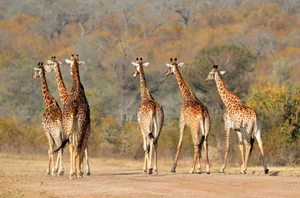 Depart Chobe