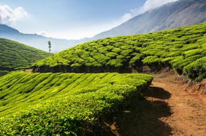 Munnar, 2 nights