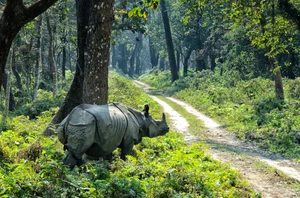 Chitwan, 3 nights