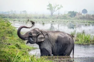 Chitwan