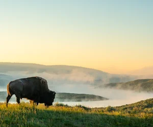 West Yellowstone and the Grizzly & Wolf Discovery Centre