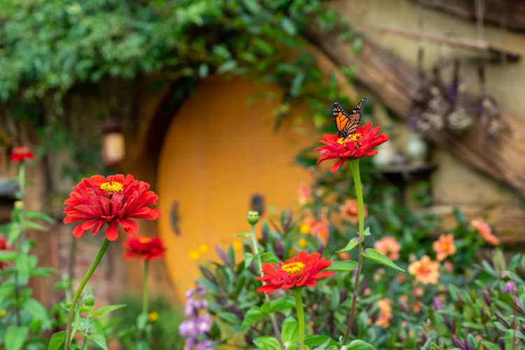 Hobbiton Movie Set Tour