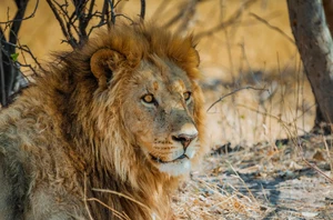 Kapama Private Game Reserve