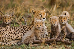 Cheetah Conservation Fund