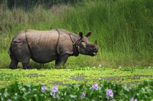 Chitwan, 3 nights