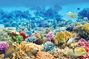 Great Barrier Reef