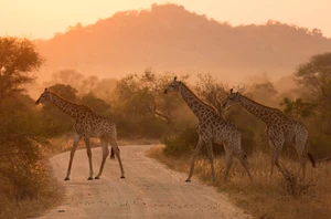Kruger National Park