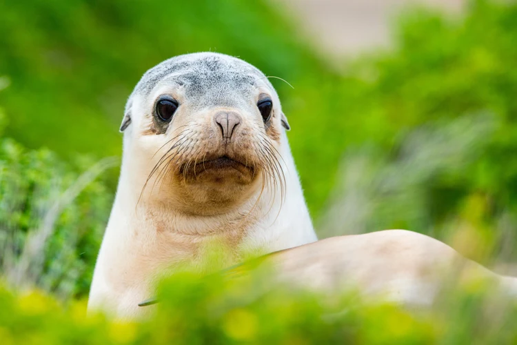 Kangaroo Island