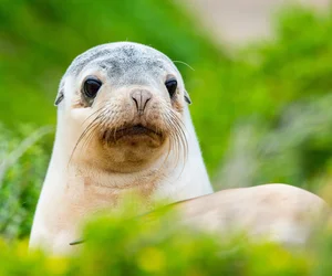 Kangaroo Island