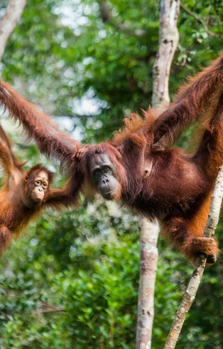 The Very Best of Borneo