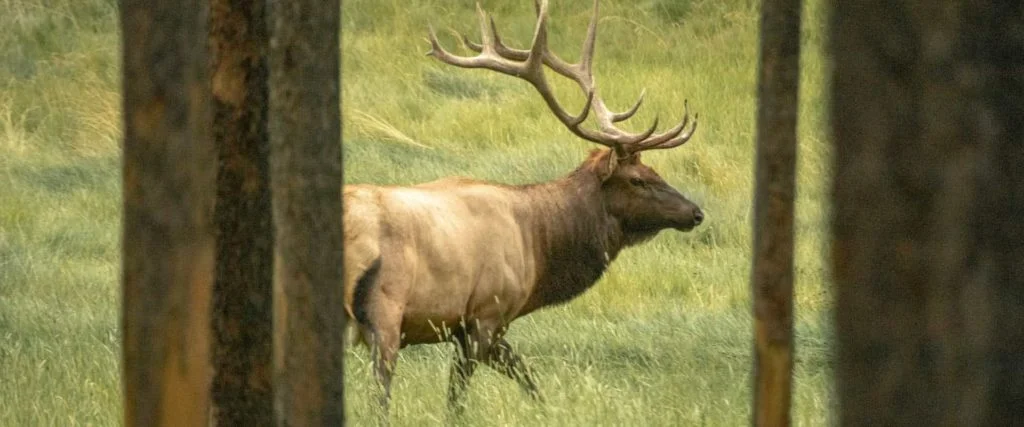 Evening Wildlife Safari