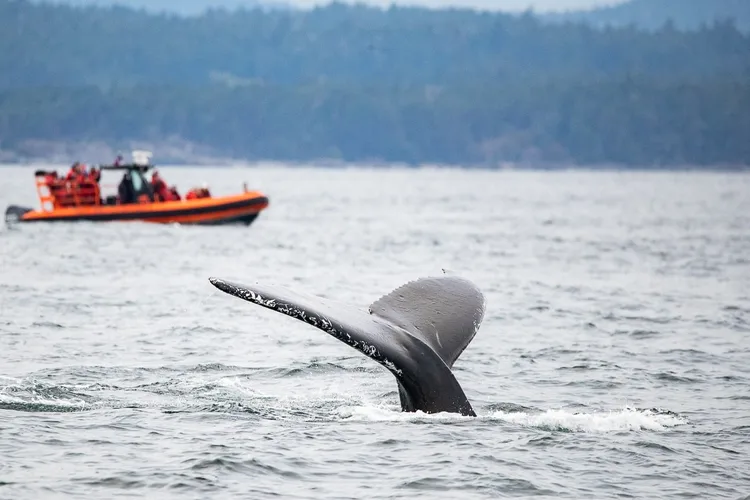 Whale Watching – Zodiac Boat