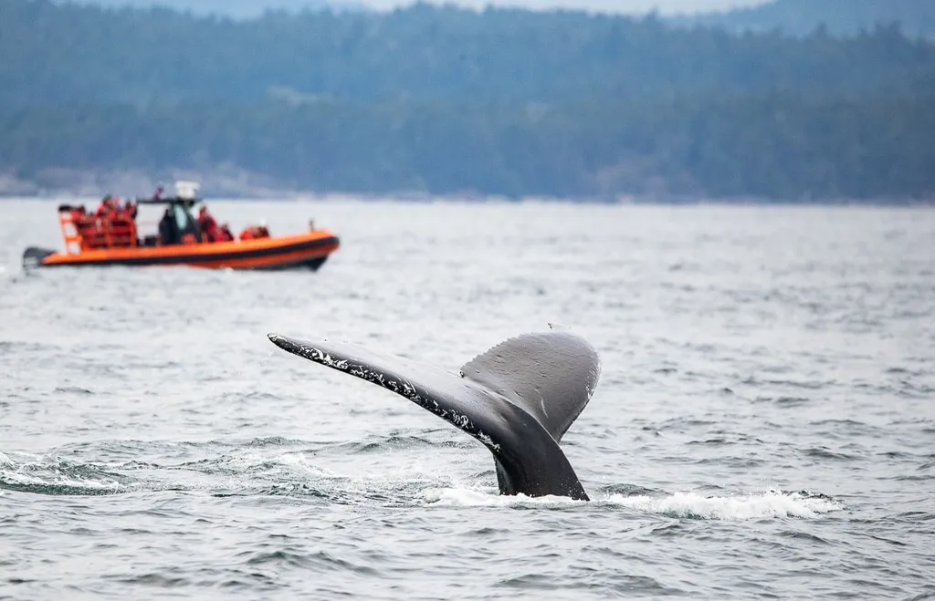 Whale Watching – Covered Boat