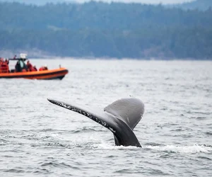 Whale Watching – Zodiac Boat
