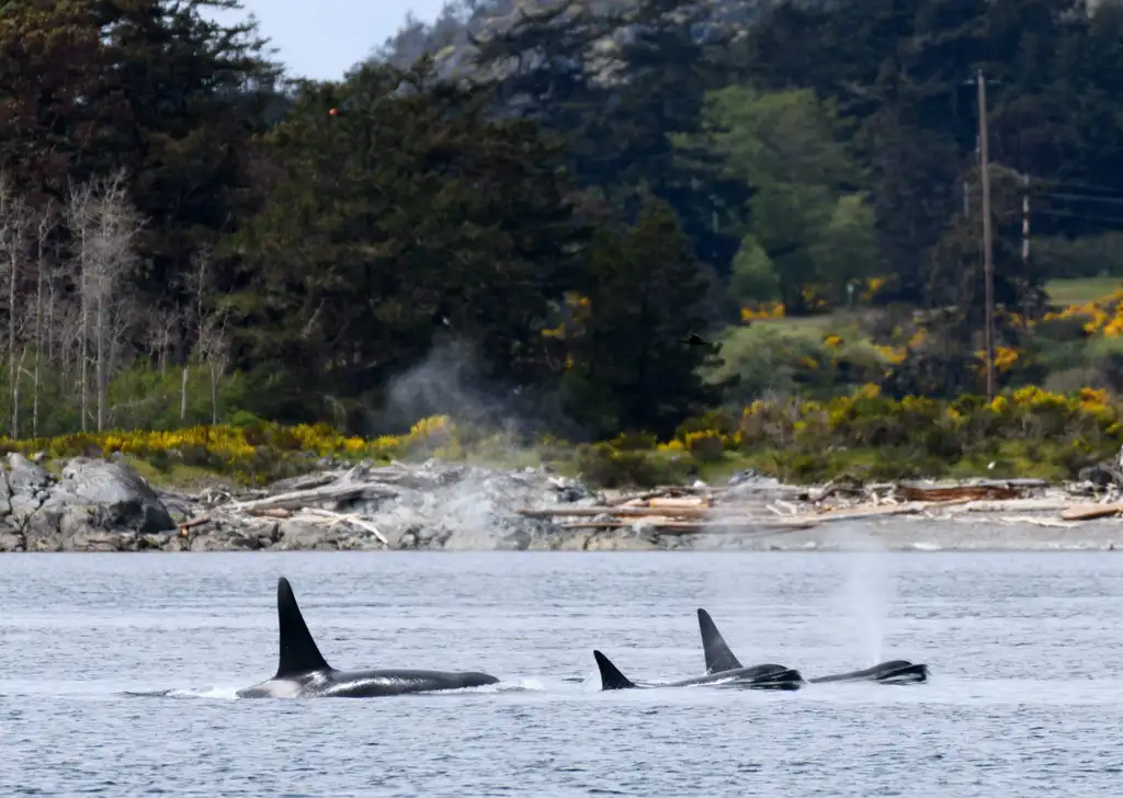 Whale Watching – Zodiac Boat