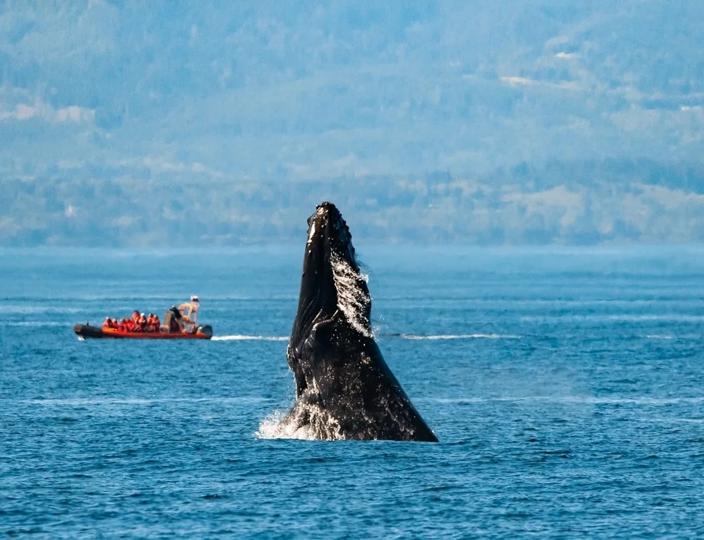 Whale Watching – Zodiac Boat
