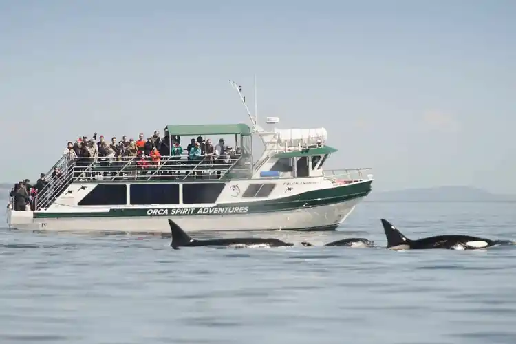 Whale Watching – Covered Boat