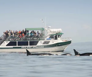 Whale Watching – Covered Boat