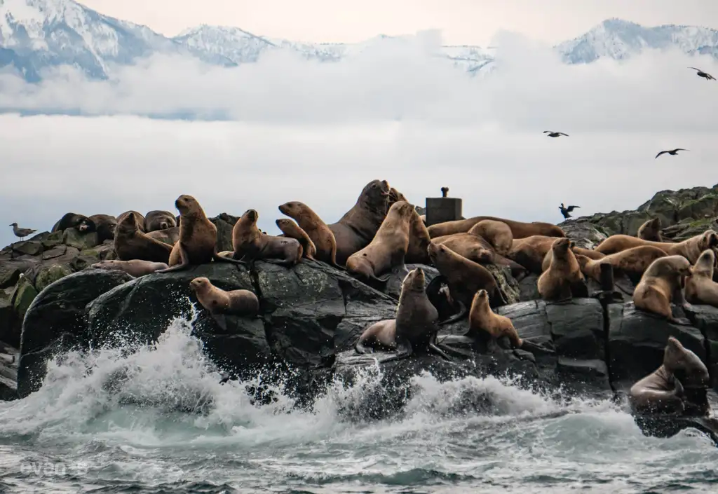 Whale Watching – Zodiac Boat