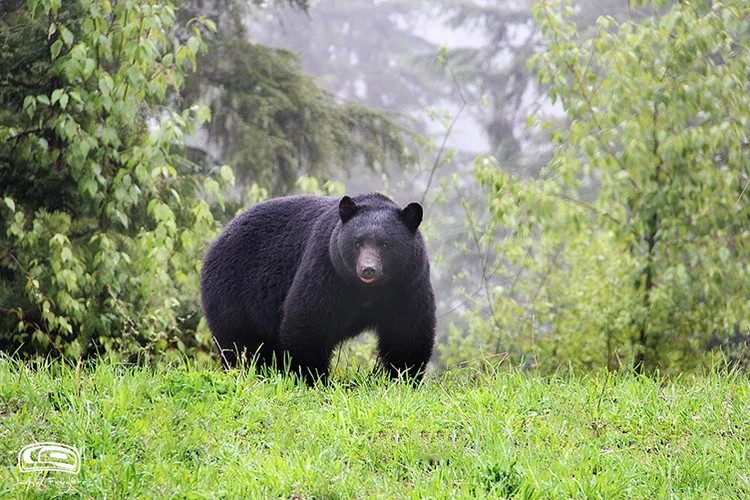 Afternoon with the bears