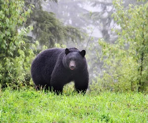 Afternoon with the bears