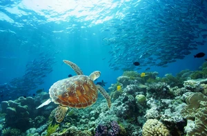 Sunday 27th December: Cairns, Great Barrier Reef