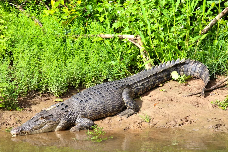 Crocodile Safari