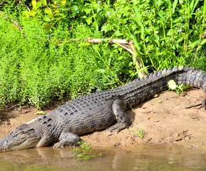Crocodile Safari
