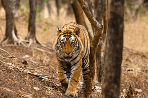 Ranthambore