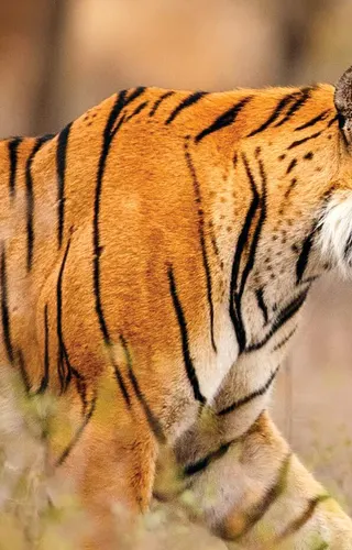 The Golden Triangle & Ranthambore