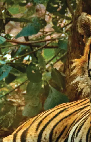 Temples, Tigers & Goa