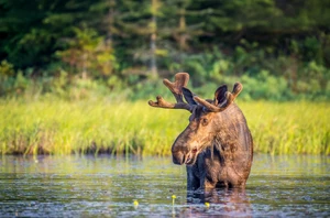 Algonquin Provincial Park