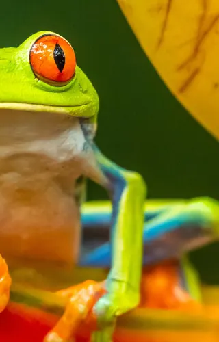 The Very Best of Costa Rica