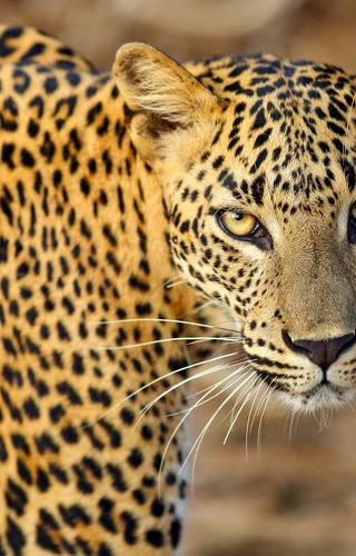 Wild Sri Lanka