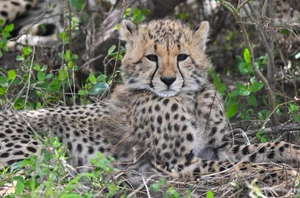 Makalali Private Game Reserve