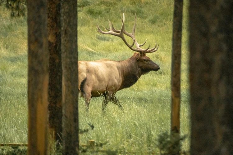 Evening Wildlife Safari