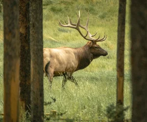 Evening Wildlife Safari