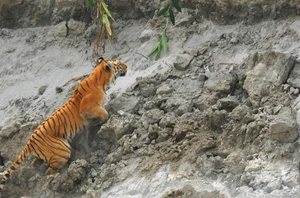 Kaziranga National Park