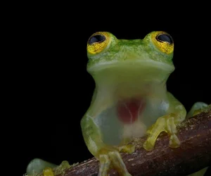 Frog's Heaven