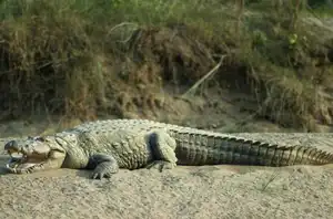 Chitwan National Park