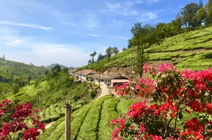 Thekkady, 2 nights
