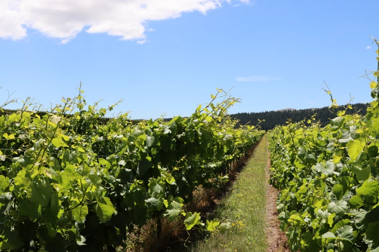 Martinborough Winery Tour